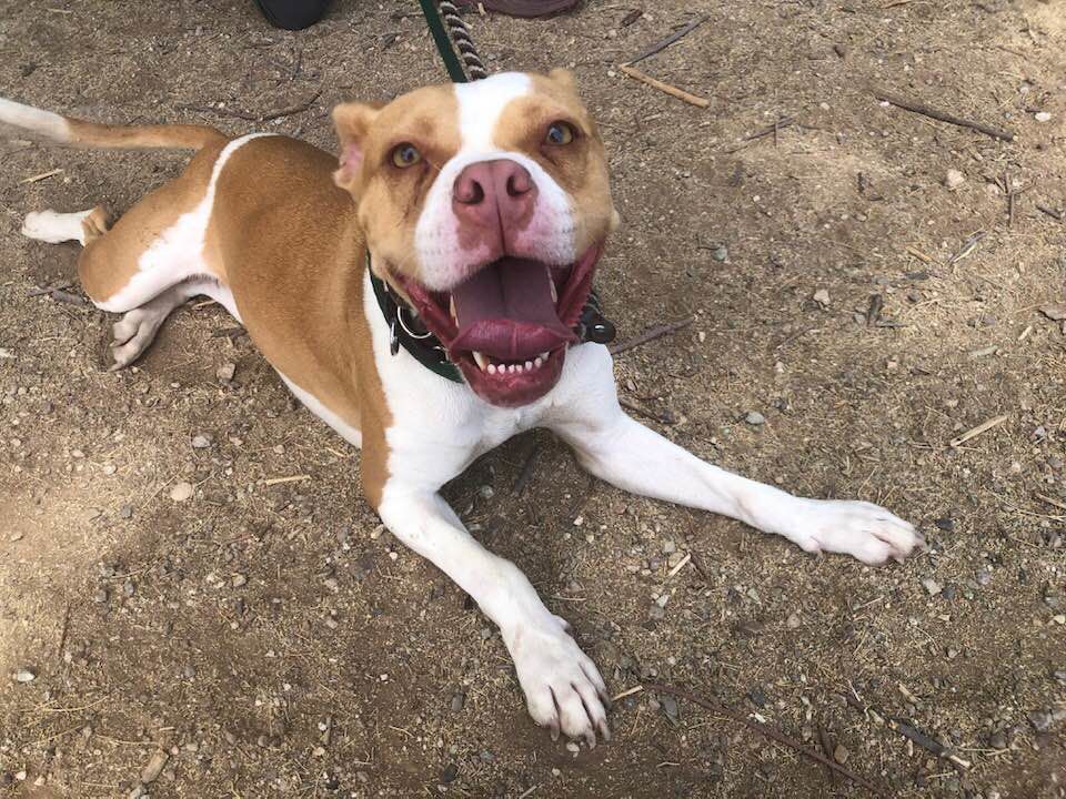 Adopt a friend: Goldie